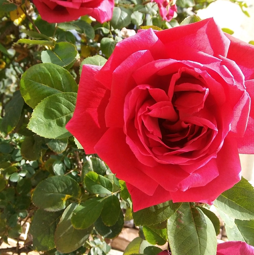 Meet your Posher, Destiny